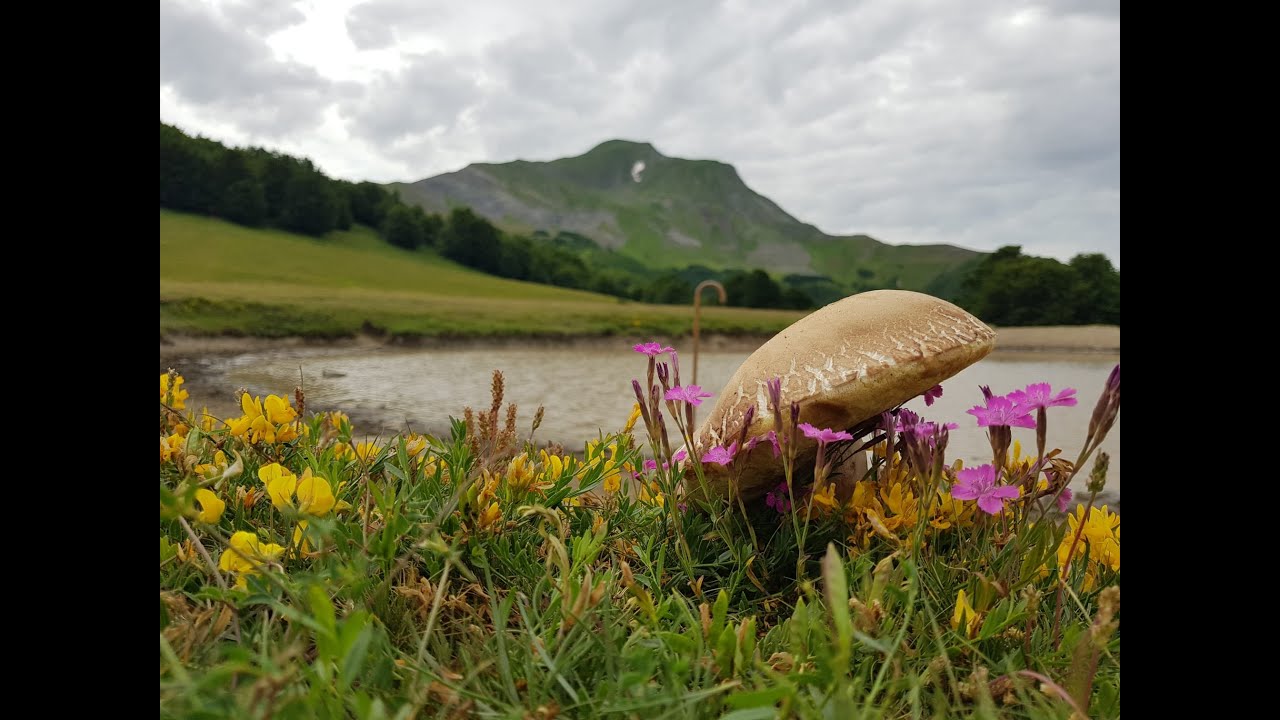 PORCINI SPETTACOLARI AI PIEDI DEL MONTE CUSNA!