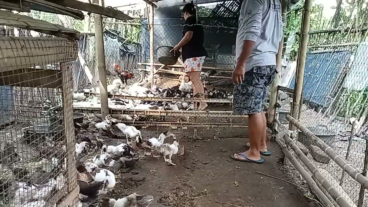 Pelihara mentok/enthok