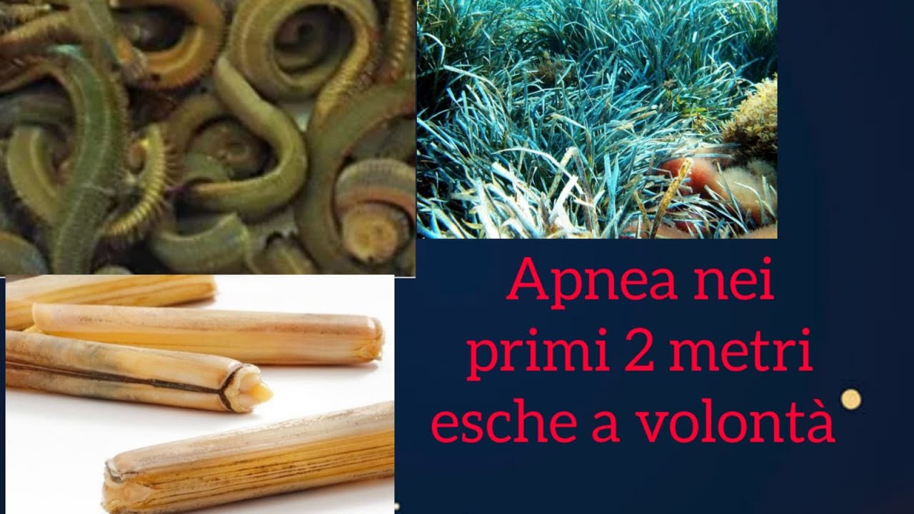 Esche in Apnea nel basso fondale