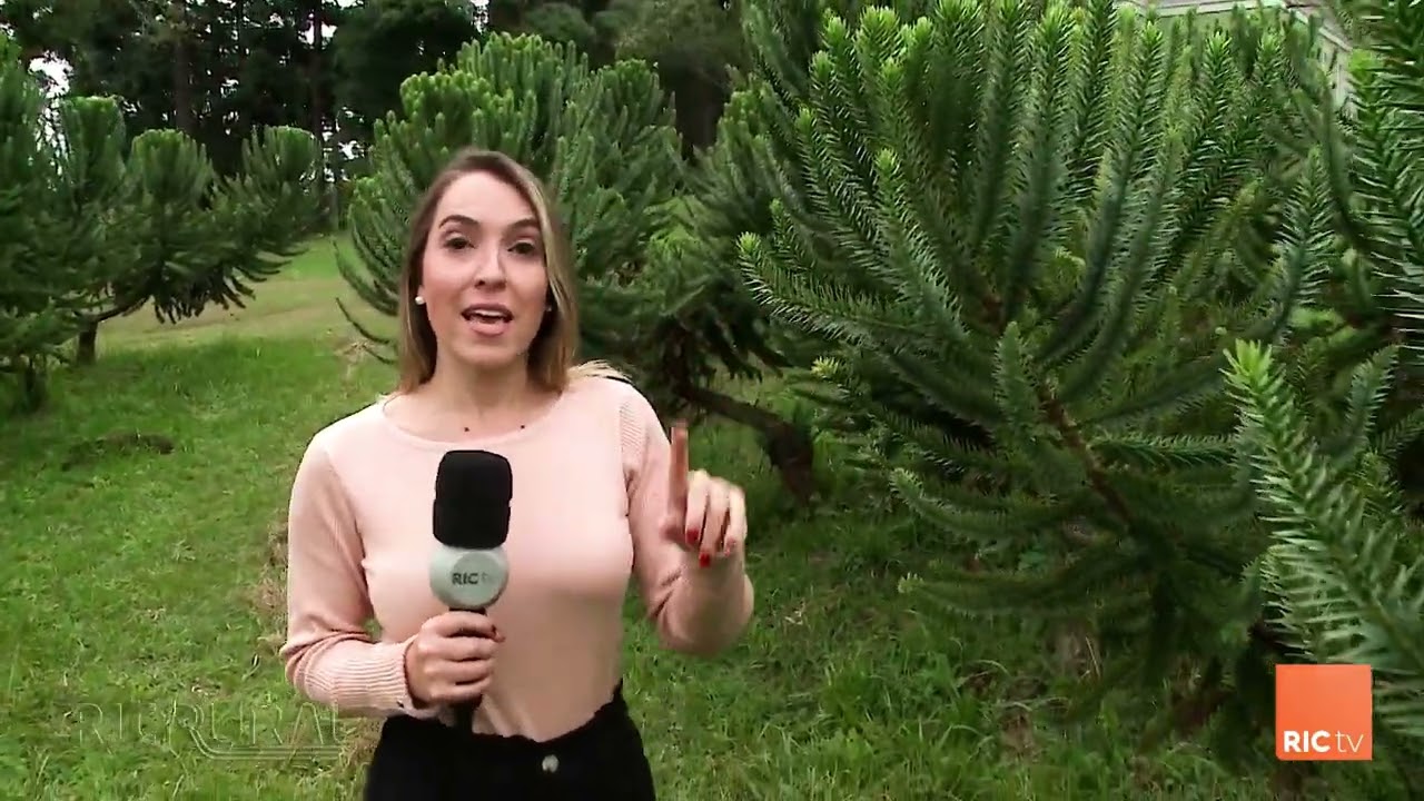 Pesquisadores da Embrapa criaram o projeto que acelera o ciclo de produção do pinhão