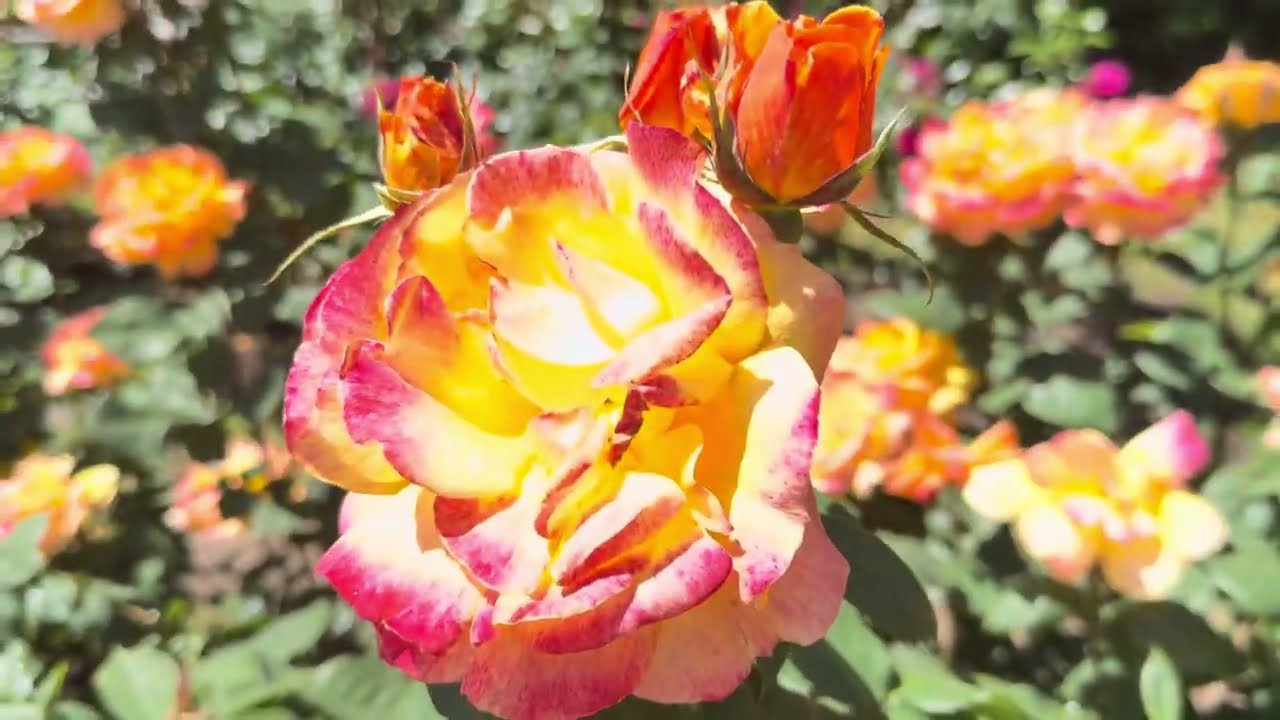 Miles de rosas 🌹 many roses 🌷