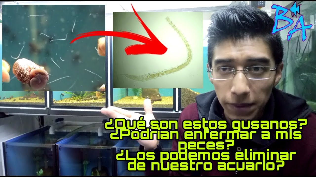 Gusanos en mi acuario ¿Qué debo hacer?