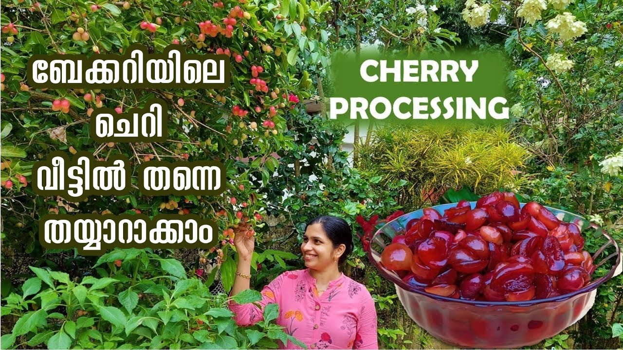 ബേക്കറിയിലെ രുചിയിൽ ചെറി പഴം വീട്ടിൽ തന്നെ തയ്യാറാക്കാം||Cherry processing at home..