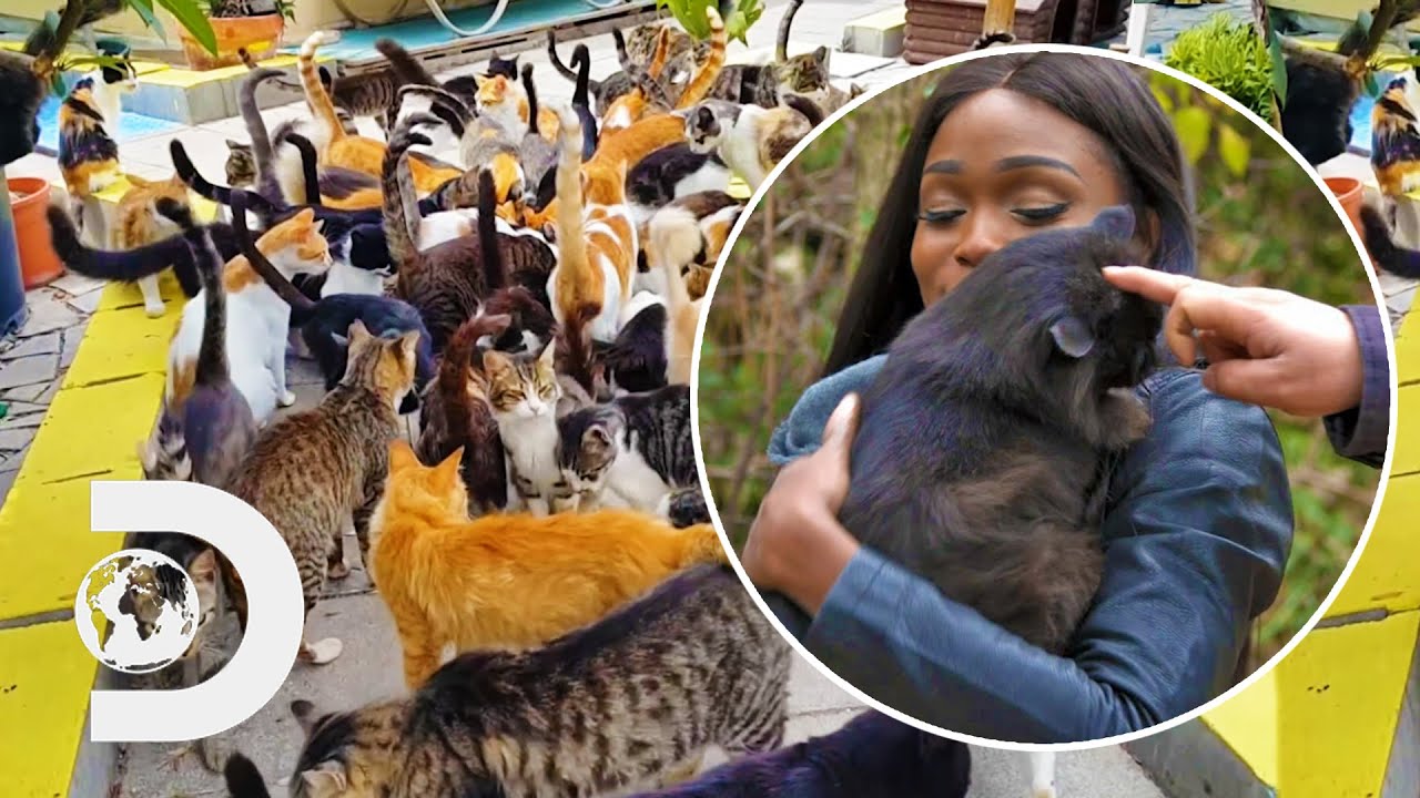 Visiting Japan's Adorable "Cat Island" | Legendary Locations