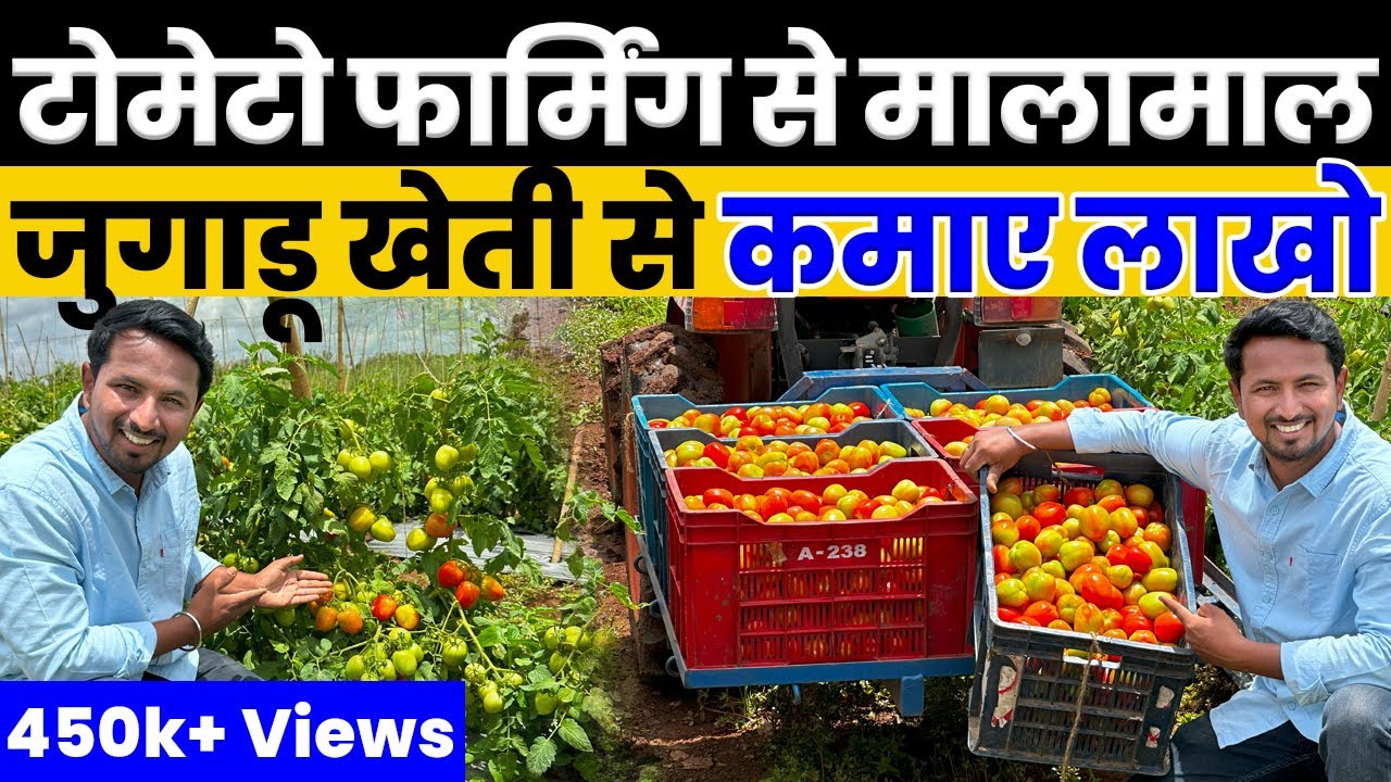 ऐसे करो Tomato Farming होगा फायदा ही फायदा💯🤑Tomato Farming A to Z 🍅Indian Farmer
