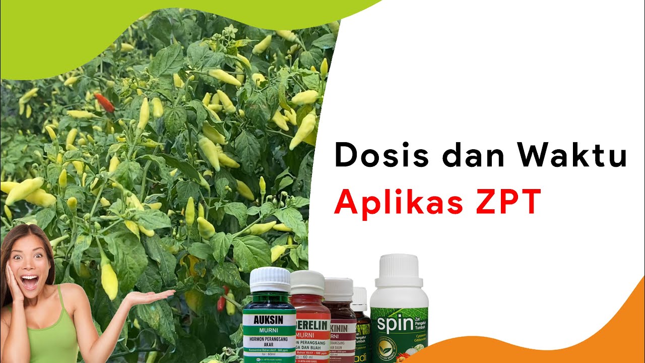Zpt Untuk Tanaman Cabe, Waktu Terbaik dan Dosis Aplikasi