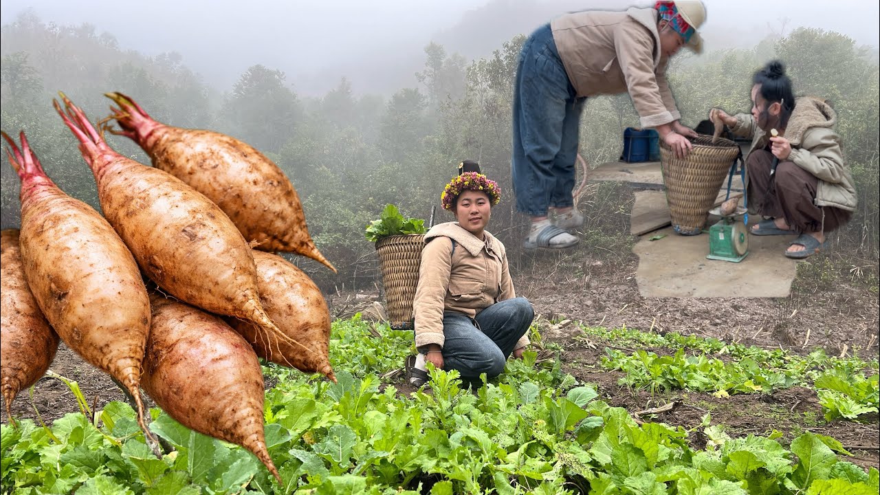 Harvesting Wild Vegetables & Yacon Roots to Sell | Mountain Life