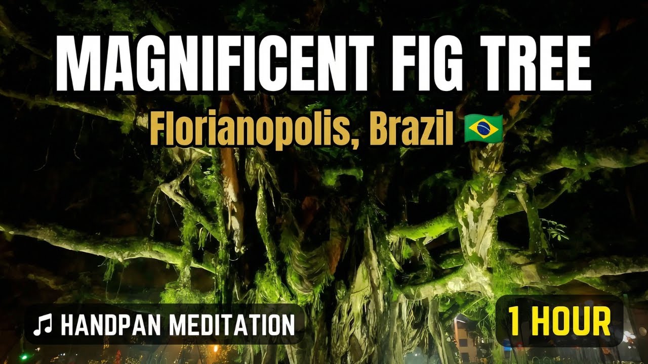 Magnificent Fig Tree Florianopolis Brazil | 1 Hour Handpan Meditation