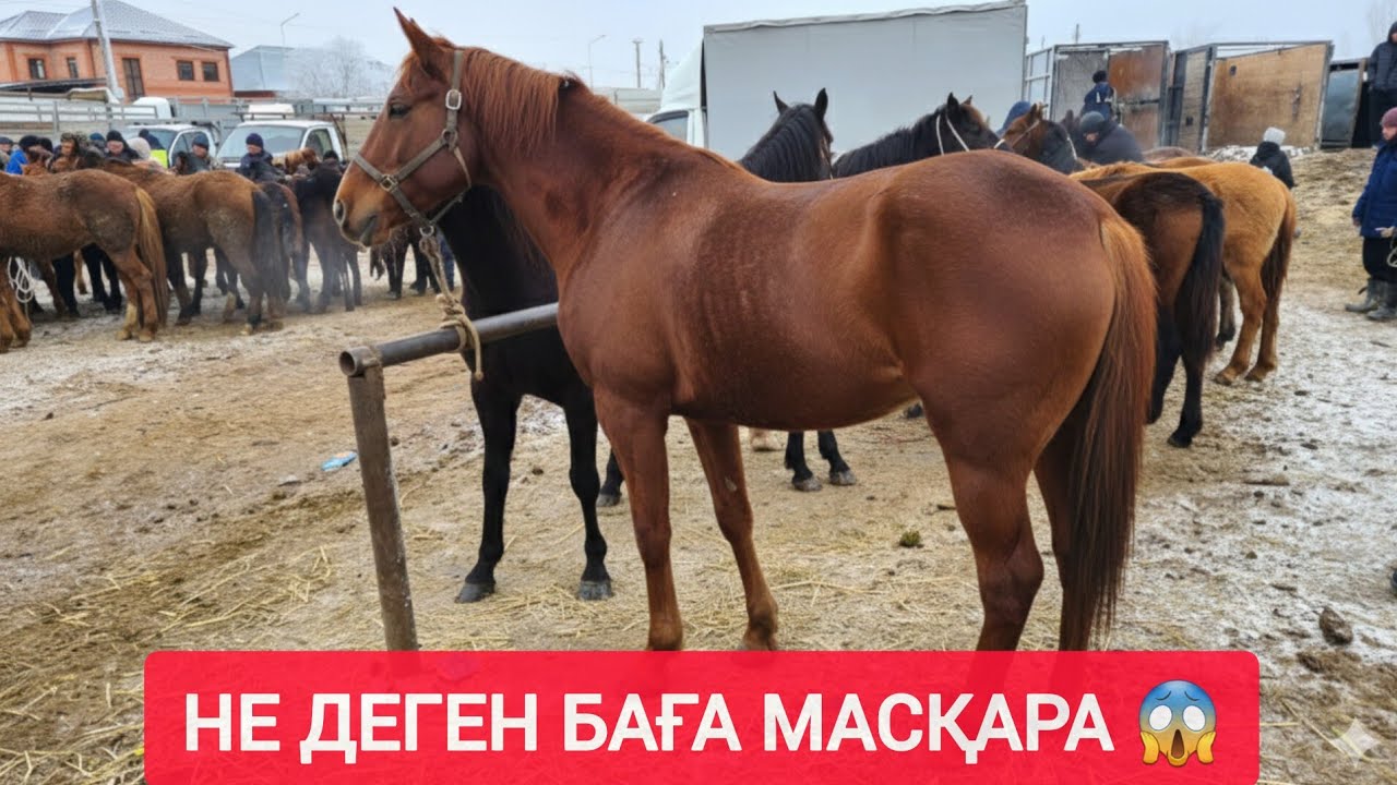 СҰМДЫҚ АРЗАН БАҒА, ЖАБАҒЫ ДӨНЕН, ҚҰНАН, БАЙТАЛ БИЕ БАҒАЛАРЫ.