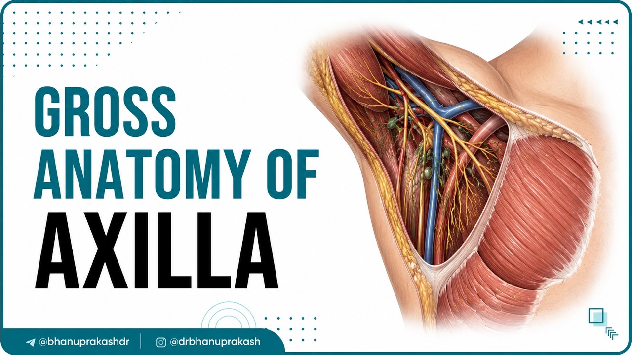 Gross anatomy of Axilla : Contents , Boundaries : High-yield Usmle step 1