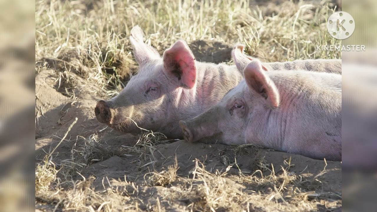 Animals Sounds 20 Amazing Animals