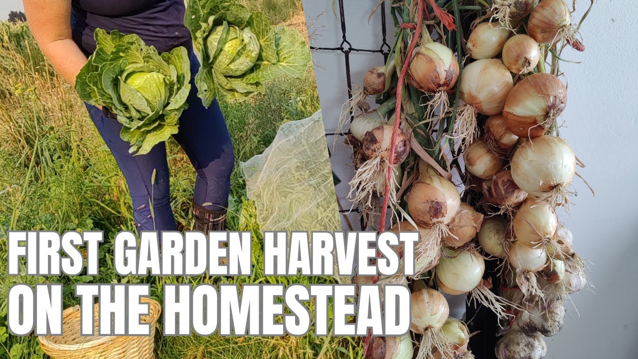 Braiding the Onion & Garlic Harvest | Homestead Garden Harvest