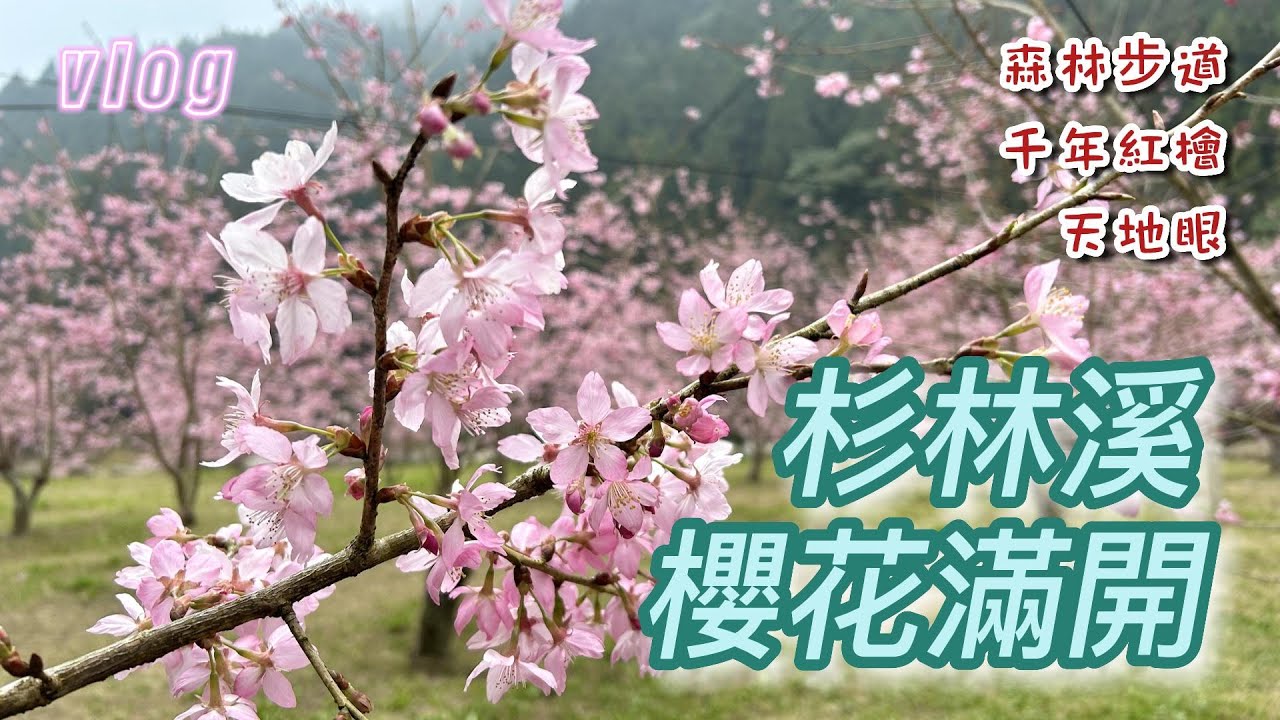 杉林溪 櫻花超美 ! !   [ 杉林步道 / 鬱金香 / 千年紅檜 / 天地眼 / 櫻花林 ] Vlog