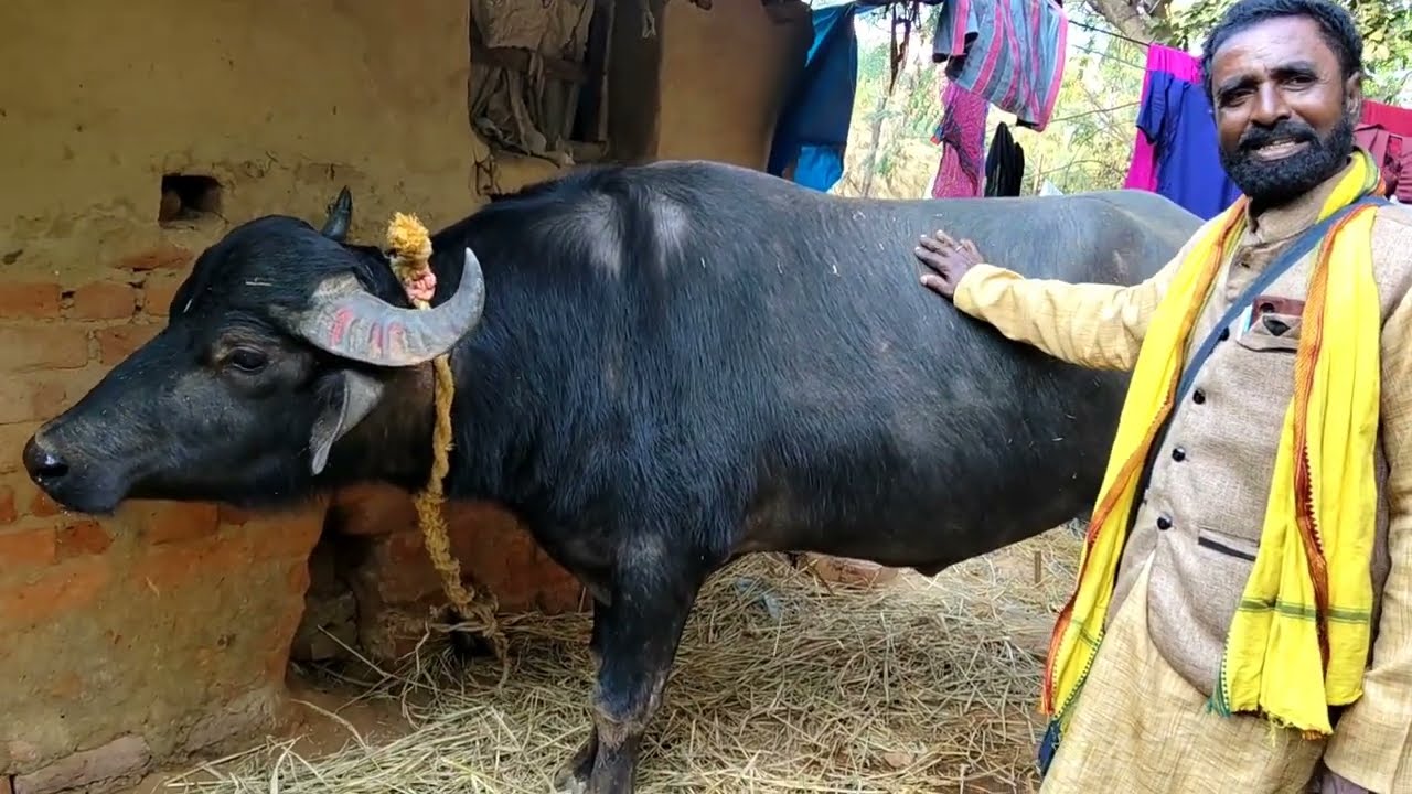 ৩ রা চৈত্র্য🌼চাঁদড়া আসরে ১০ টি কাড়াই ৫১ করে প্রাইজ নতুন গানের মাধ্যমে🔥সমস্ত কাড়ার জোড়া কনফার্ম💢