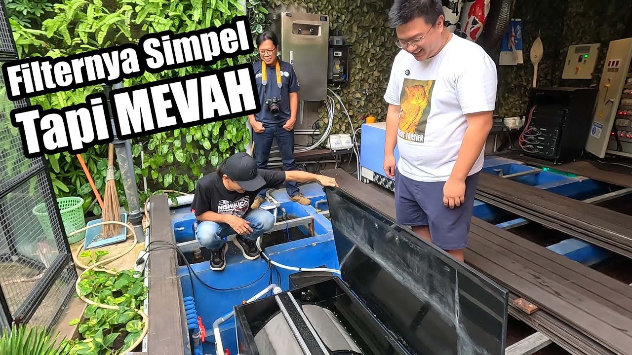 Filternya Simpel Tapi Mewah | Kolam Koi Tesar