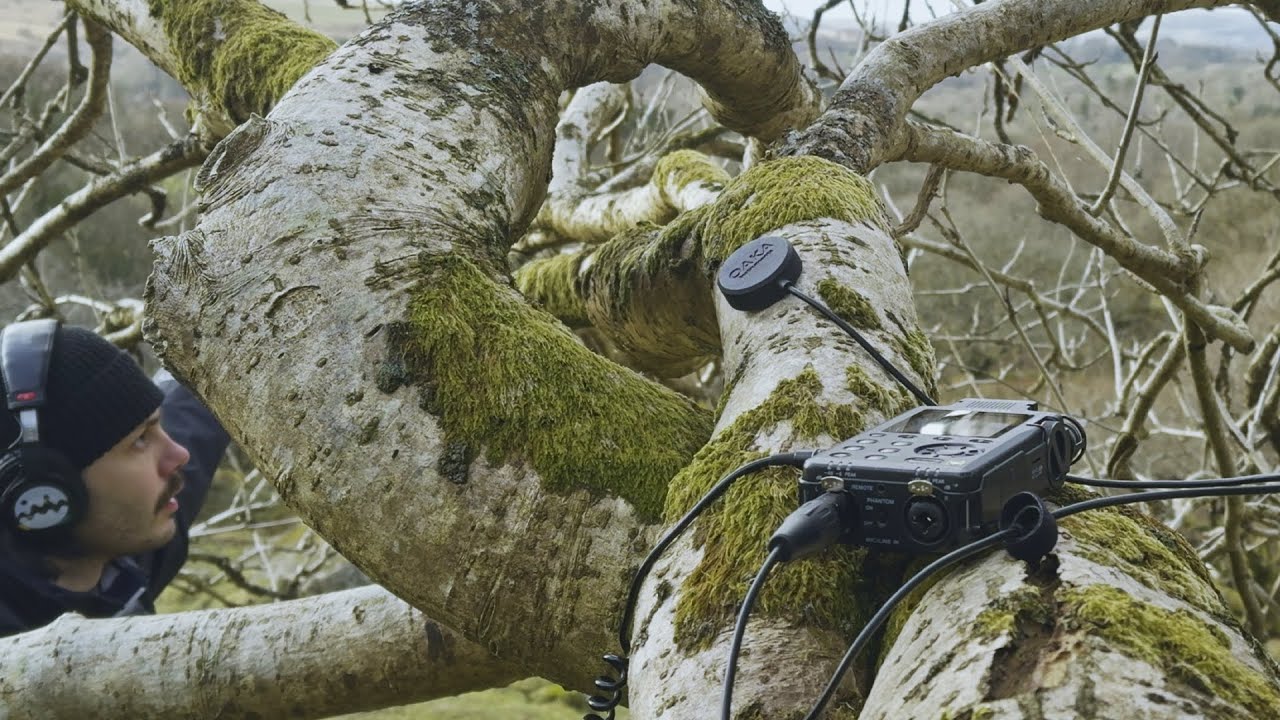 What do Trees and Frog Spawn Sound Like?