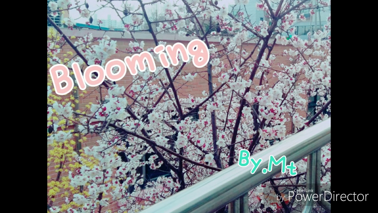 Mintcat - Blooming