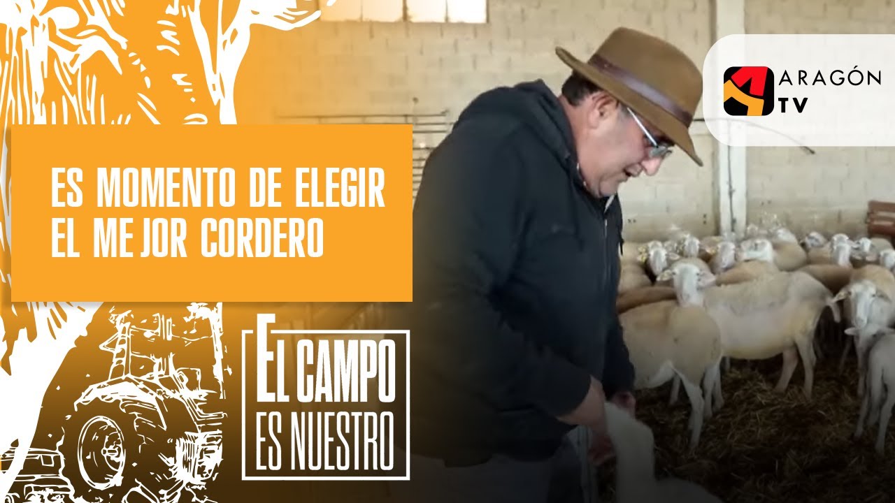 Es momento de elegir el mejor cordero