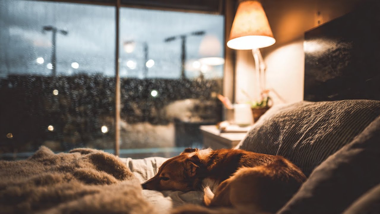 Relaxing Music with Rain | Cozy Bedroom Ambience, Dog Lying Peacefully on Bed at Night 🐶🌧️