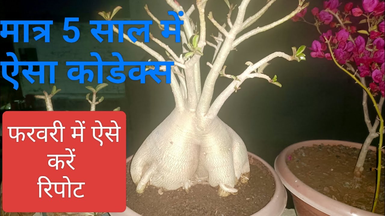 एडिनियम कोडेक्स की दुगनी ग्रोथ के लिए फरवरी में ऐसे रिपोट करें बेस्ट टाइम रिपोर्टिग फॉर बिग कोडेक्स 