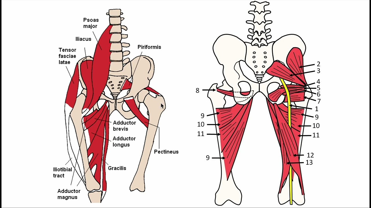Hip Anatomy Explained for Runners: Why It Matters More Than You Think