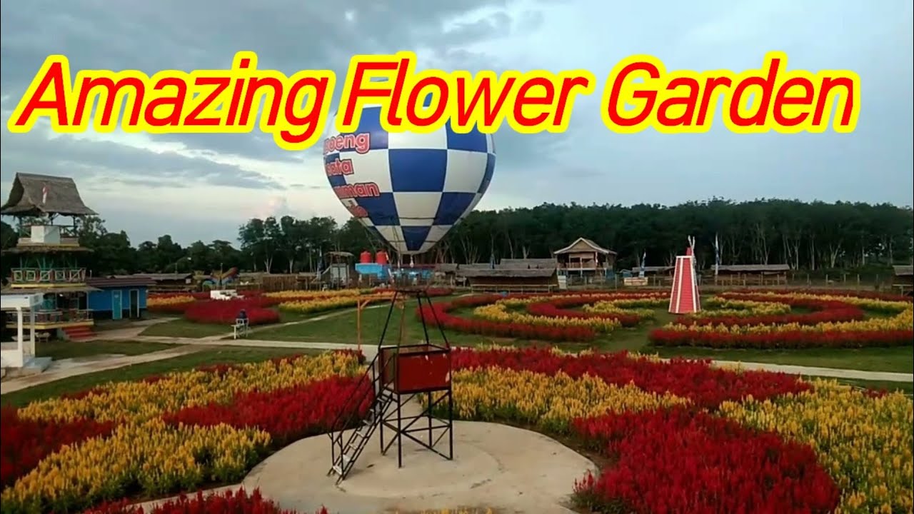 AMAZING FLOWER GARDEN CELOSIA || Part 2 @paiditpoenya3146