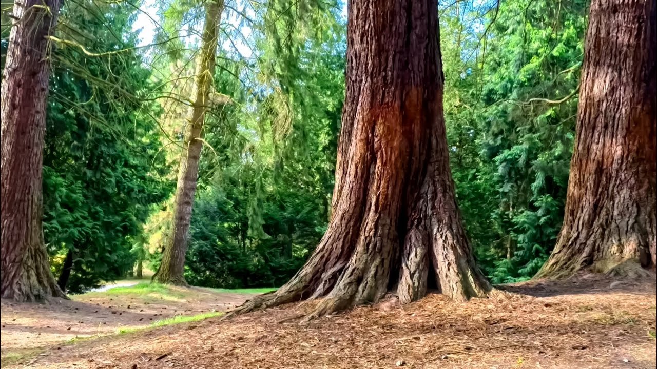 Green Paradise | Relax next to Beautiful Trees | Nature, Birds Chirping || Entspannungsvideo Natur