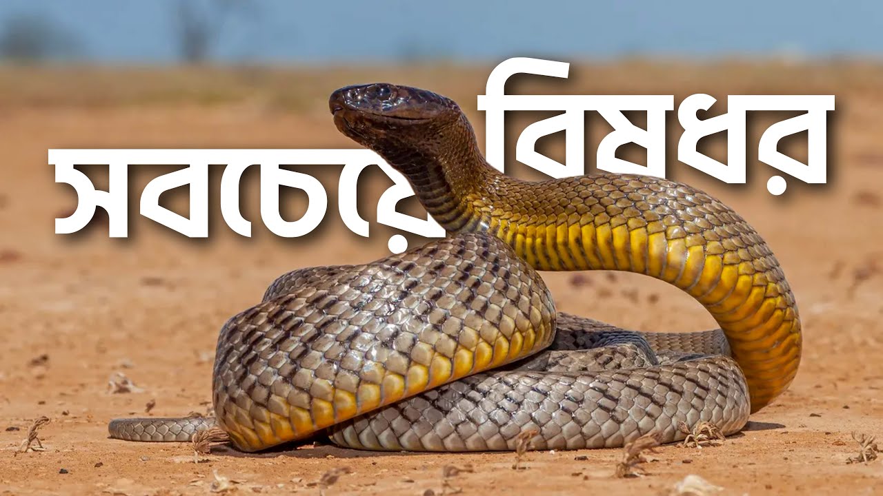 বিশ্বের সবচেয়ে বিষধর সাপ ইনল্যান্ড টাইপান !