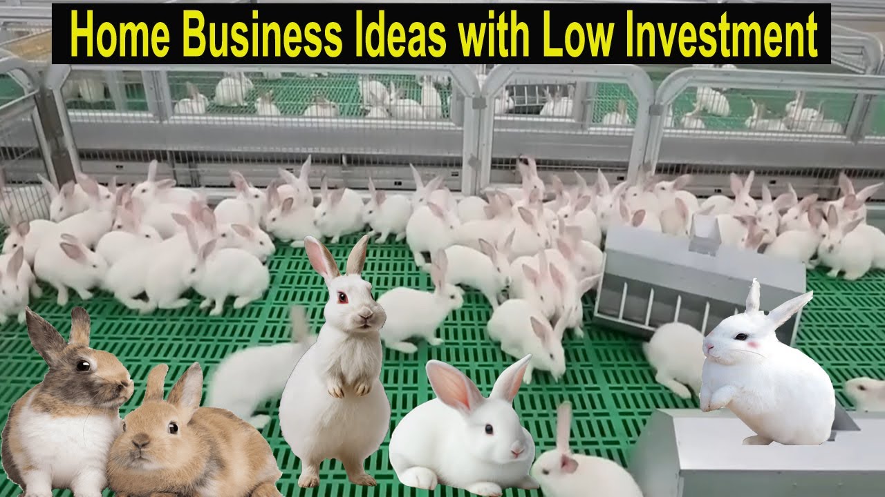 Rabbit Farming - How to Start a Business Rabbit Farm - Home Business Ideas with Low Investment