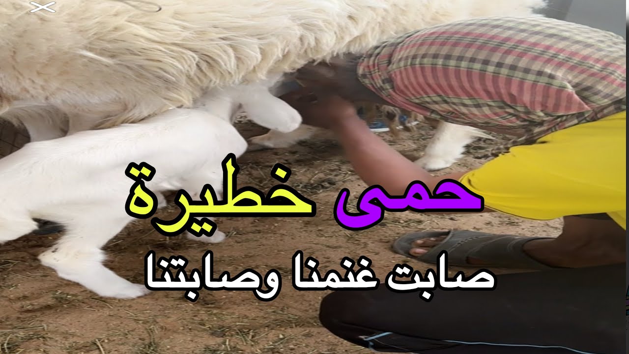 الحمى المالطية عند الأغنام أعراضها وأسبابها وانتقالها وعلاجها والوقاية منه