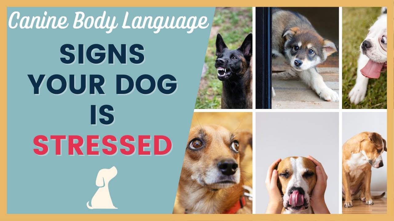 Handling a Stressed Dog - Signals to Watch For