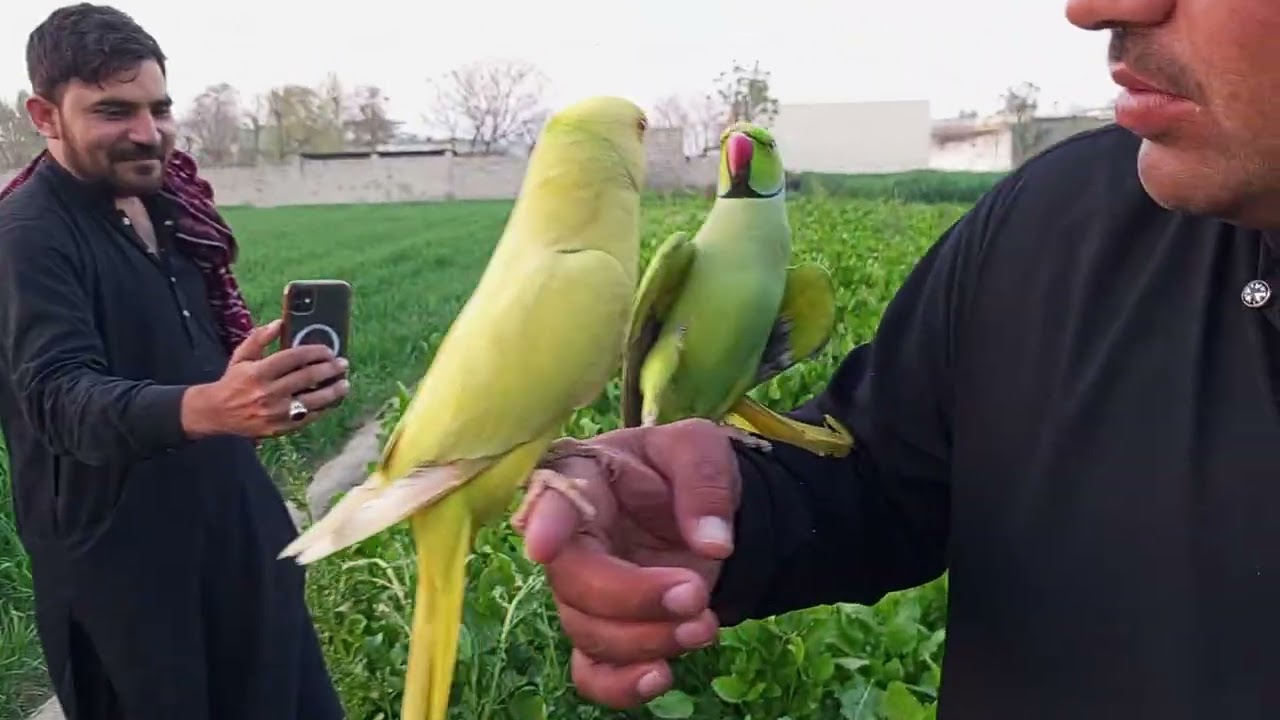 Home parrots Full Happy mood #parrot #talkingparot #birds #nonstoptalkingparrot #azharparrot 