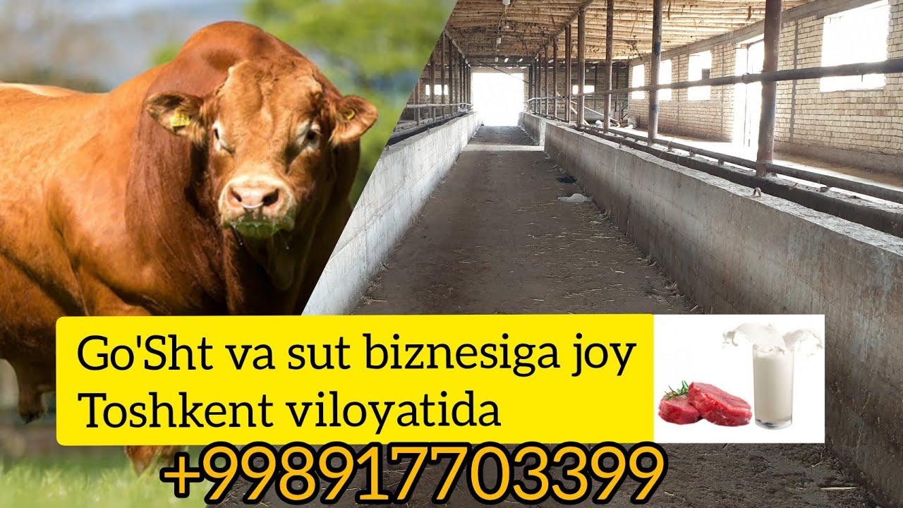 Фермани зори  сотилади Тошкент вилоятида +998917703399