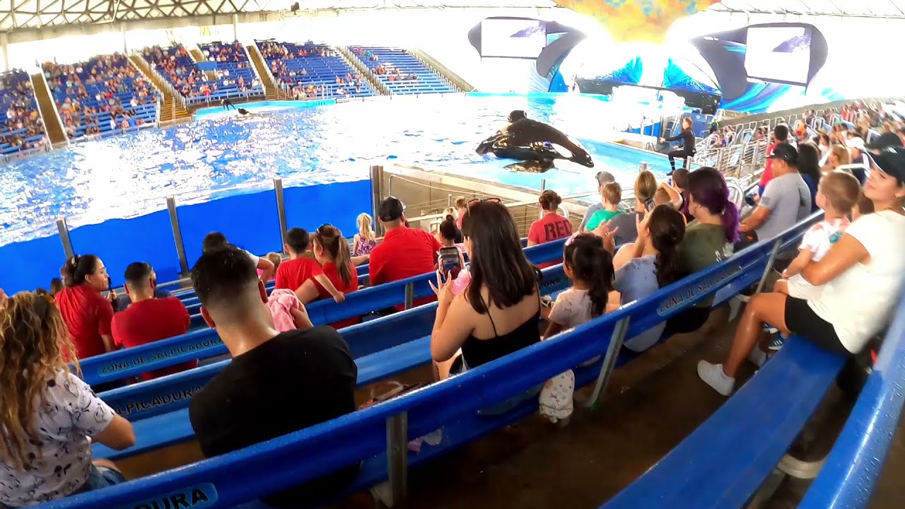 Sea World Orca Experience