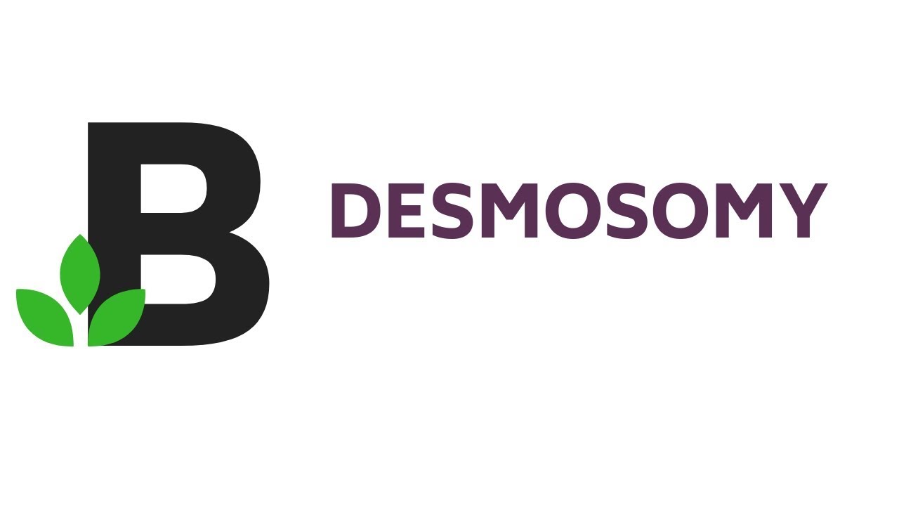 DESMOSOMY - połączenia międzykomórkowe - KOREPETYCJE z BIOLOGII - 25