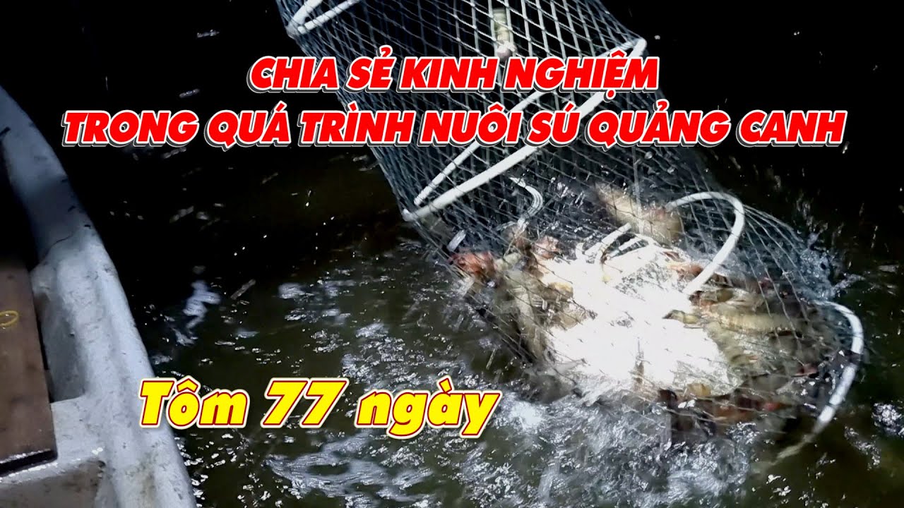 Chia sẻ kinh nghiệm thực tế về nuôi tôm sú quảng canh