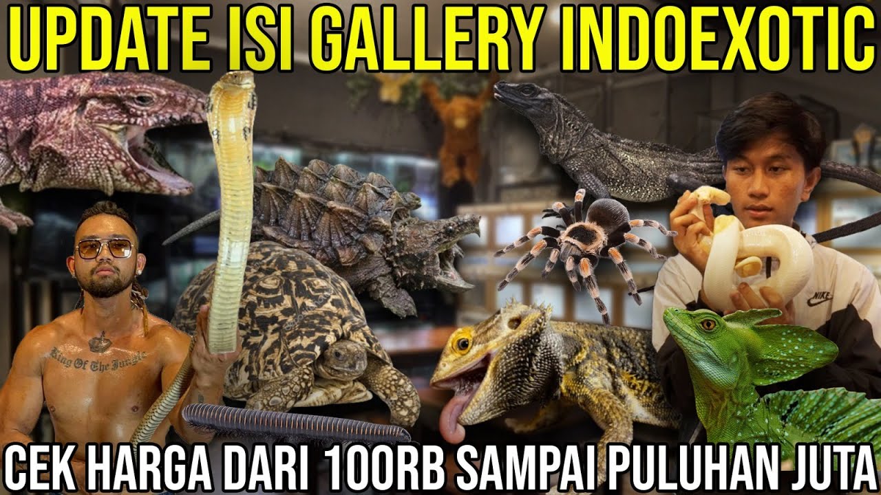 UPDATE ISI GALLERY INDOEXOTIC. CEK HARGA DARI 100 RB SAMPAIN PILUHAN JUTA  #indoexotic