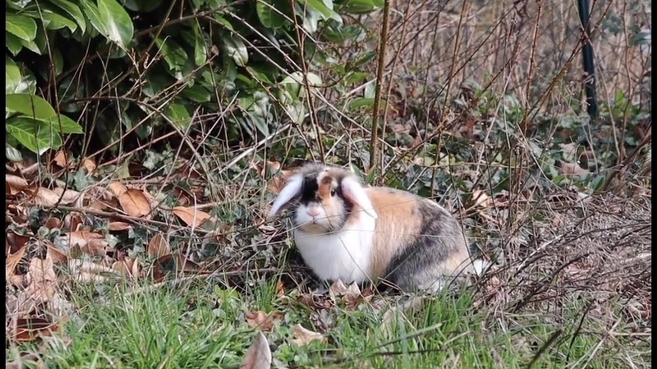 Hoppelstunde mit Hazel & M&ouml;rchen im Garten🐰🌳| M. M&ouml;rki