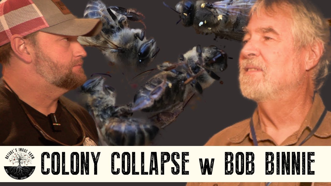 BOB BINNIE & COLONY COLLAPSE 2025 - Why are bees dying? Will we ever recover?