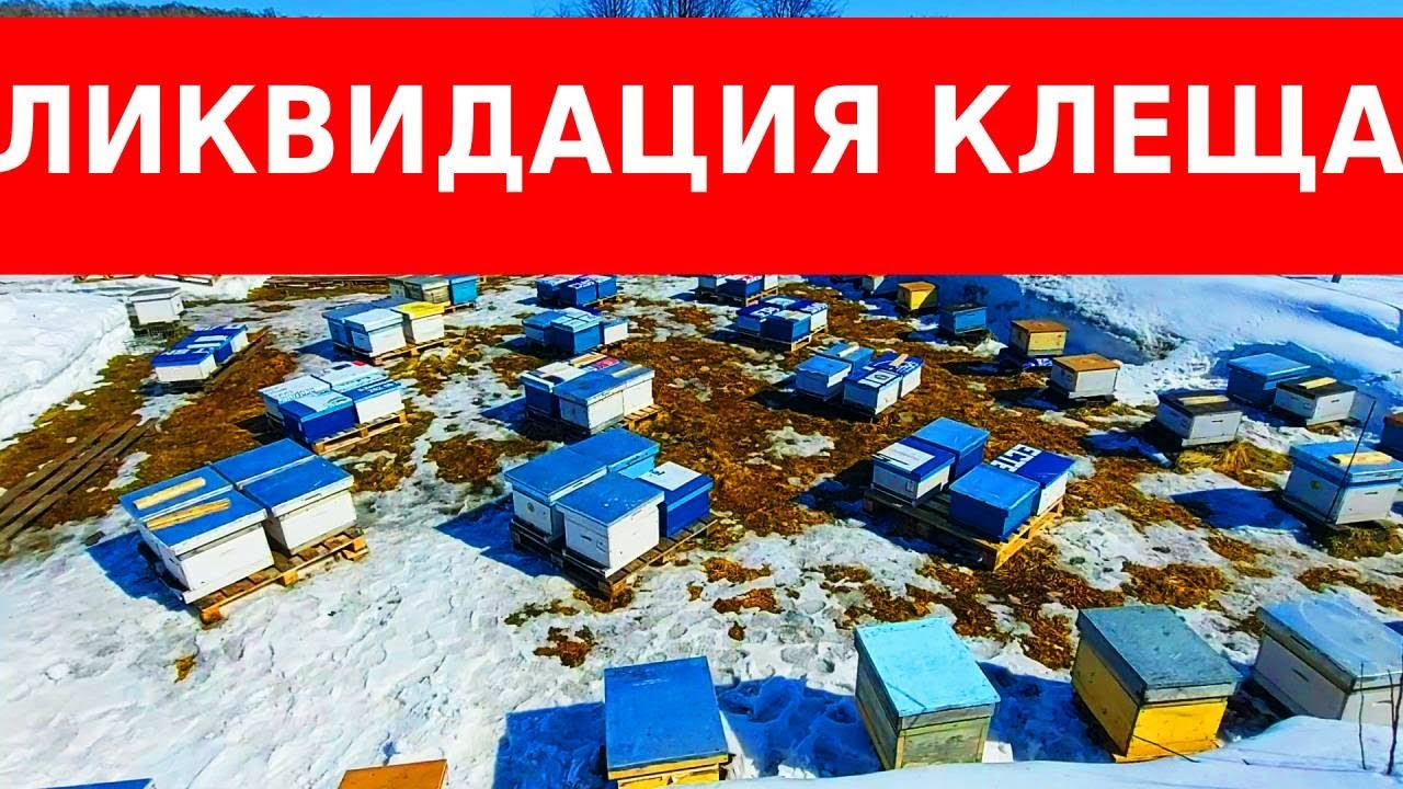 моё мнение о весенней обработке пчел от варроатоза/пчеловодство весной