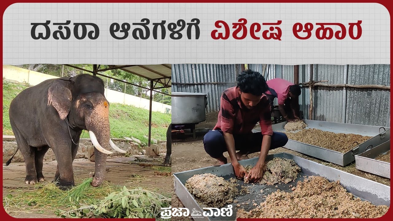ದಸರಾ ಆನೆಗಳಿಗೆ ವಿಶೇಷ ಆಹಾರ | Mysuru Dasara 2023 : ElephantsSpecial Diet Food