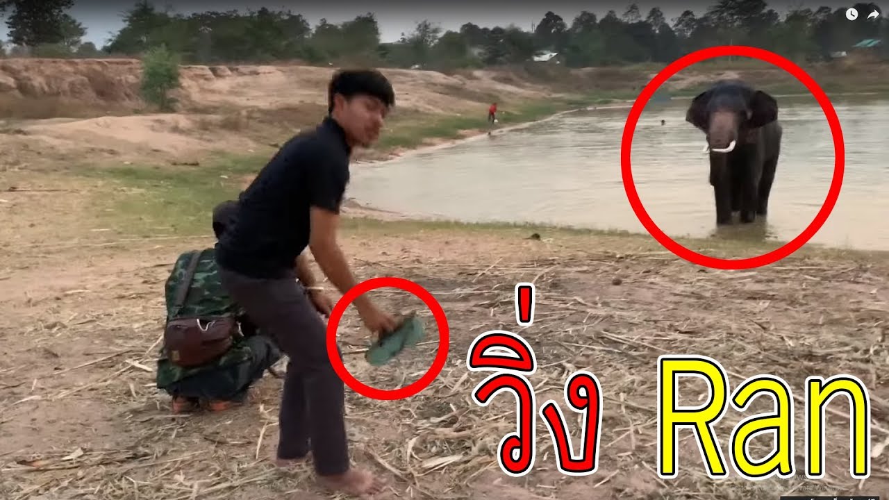 #ถ้าหลุดไปพวกเองตาย* ไอ้ทองจะฆ่าพ่อ วิ่งสิรออะไร  big elephant