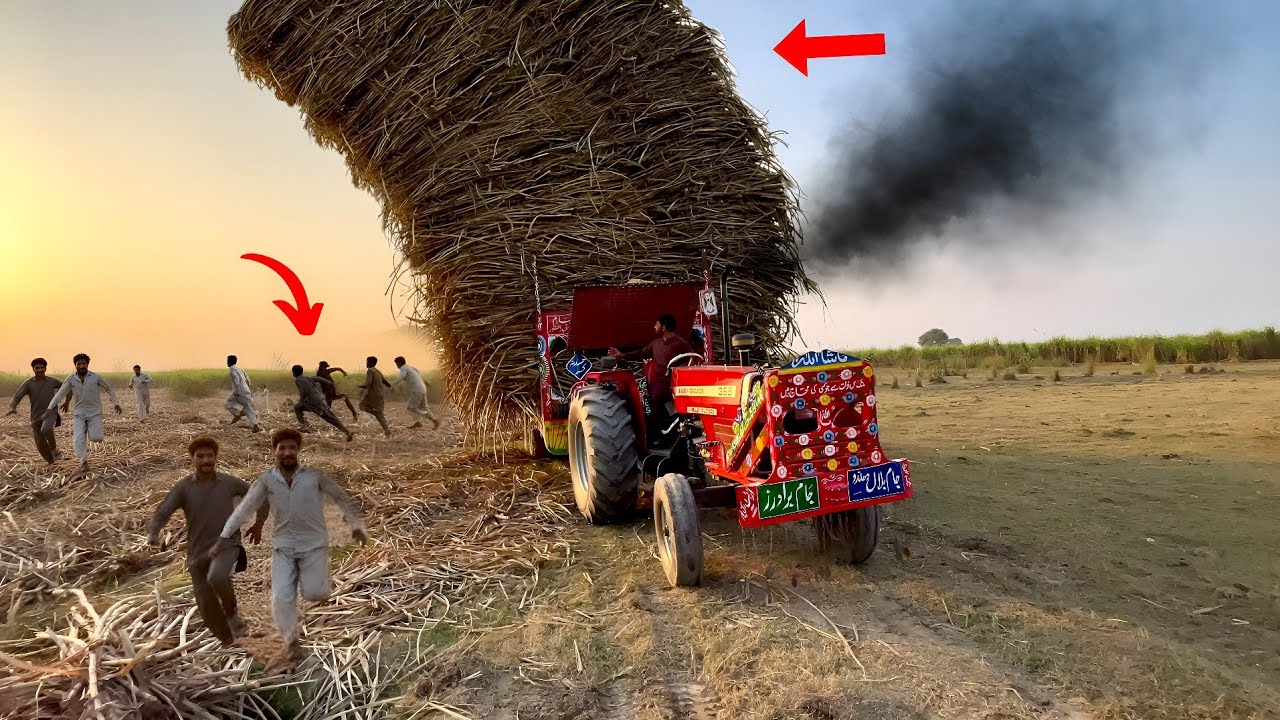 Mf 385 Tractor power 🔥🚜 Sugarcane Trolley pulling
