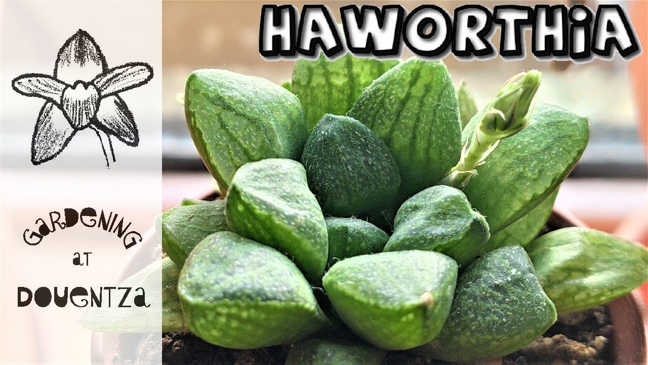Introduction to Haworthia - new collection & care