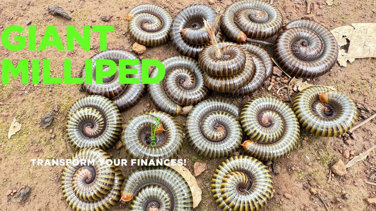 Find and catch Millipedes in Cashew Trees Farm . The Most Giant Millipede