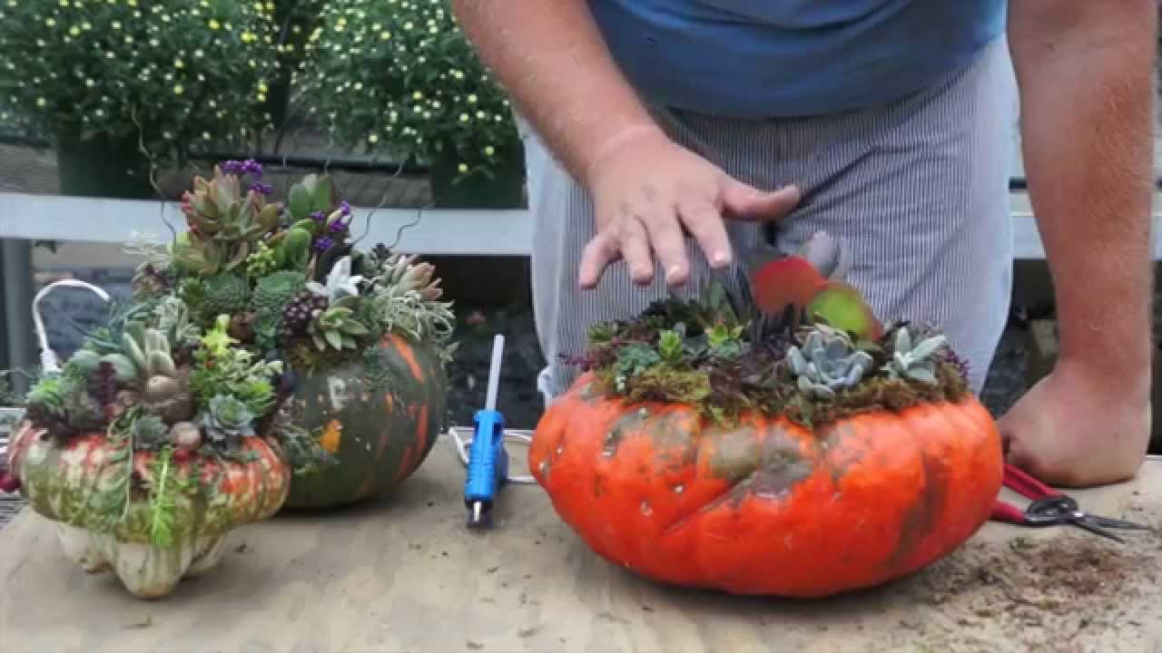 How to Make a Pumpkin Succulent Arrangement