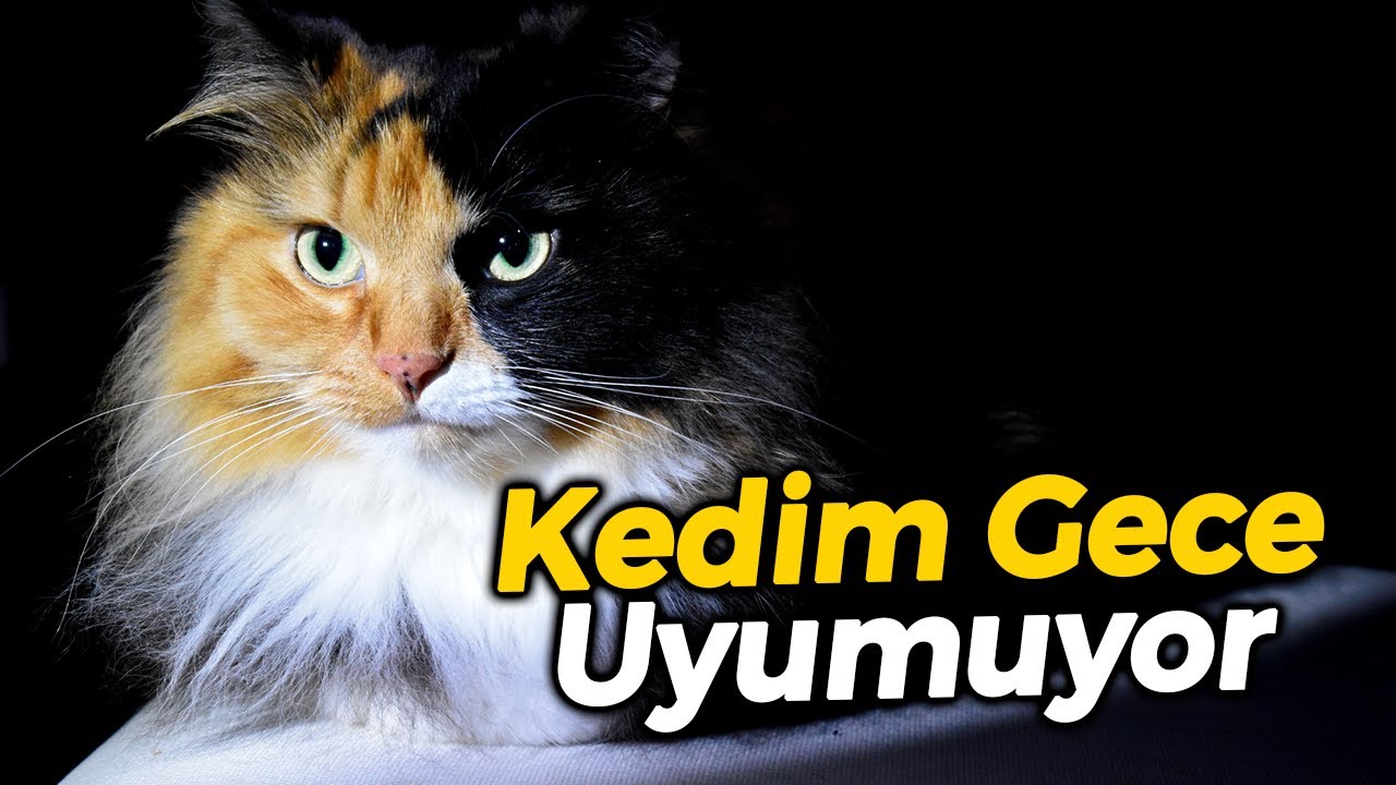 KEDİM GECE UYUMUYOR? 😨 (Kedileri Gece Uyutacak Yöntemler)