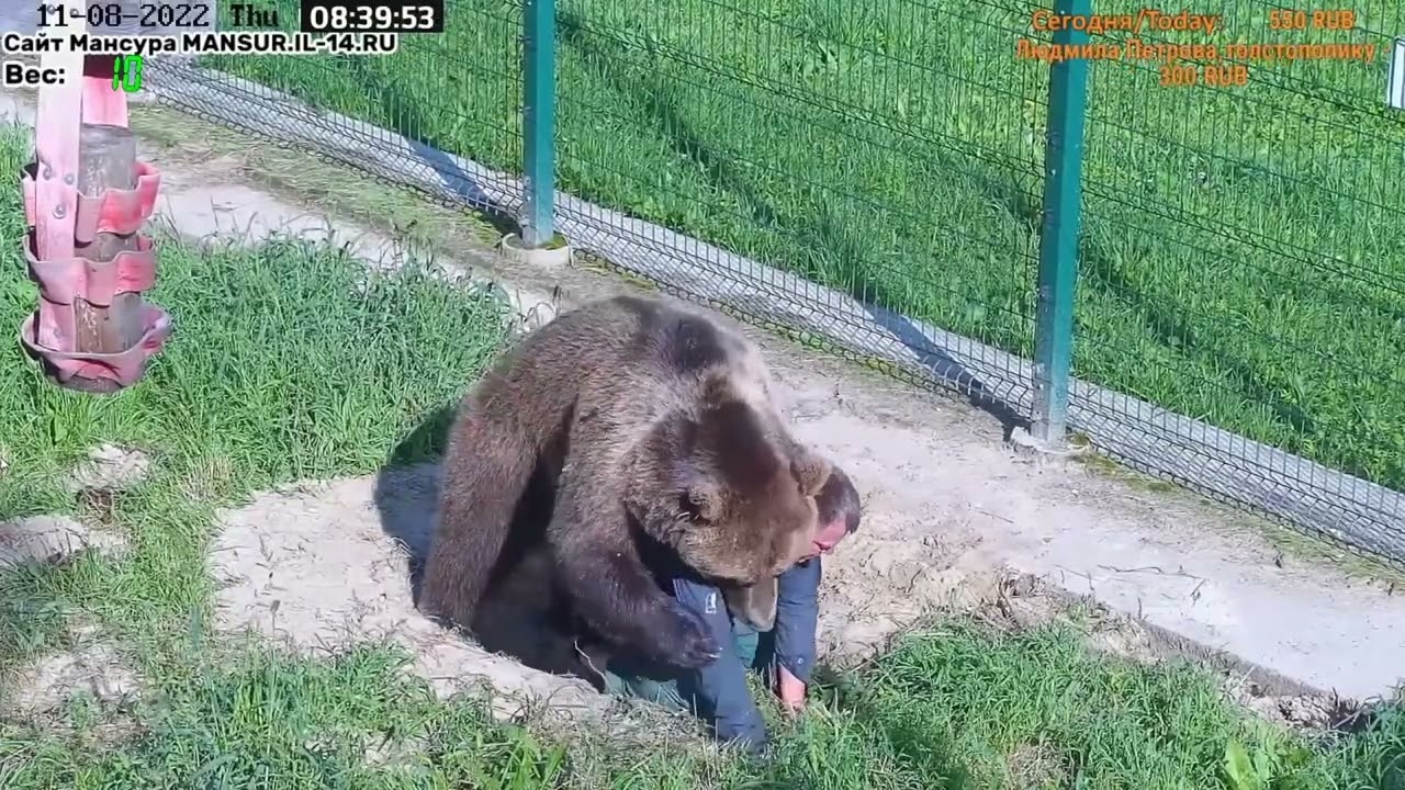 Медведь Мансур - Mansur the Bear (Игра с папой)