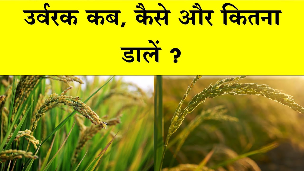 Fertilizer management in Rice | धान में उर्वरक कब, कैसे और कितना डालें | Nutrients