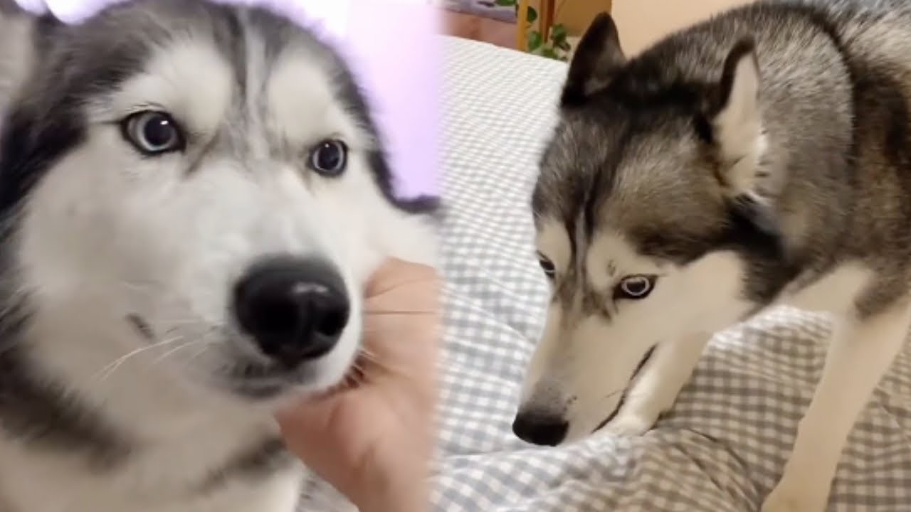 当着贝贝面说想养猫，不料竟狗子听懂，贝贝：我不能陪你工作？【爱吃地瓜的贝贝】